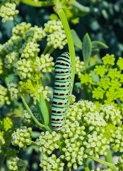 Papilio Machaon Гусениця Метеликів Сидить Рослині Сході Криму — стокове фото