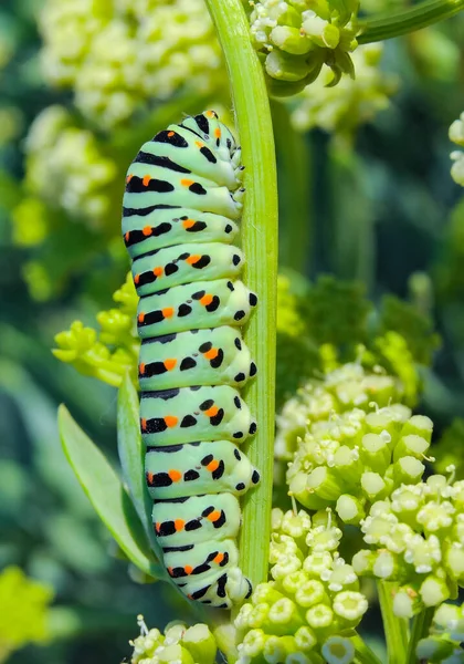 Papilio Machaon 植物の上に座っているツバメの尾の蝶の毛虫 東クリミア — ストック写真