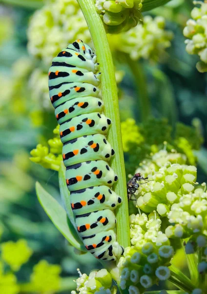 Papilio Machaon Гусениця Метеликів Сидить Рослині Сході Криму — стокове фото