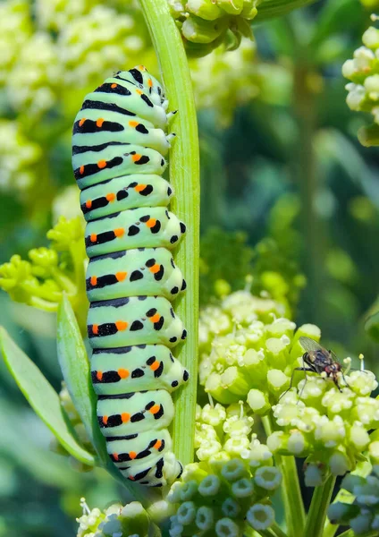 Papilio Machaon Chenille Papillon Queue Hirondelle Assise Sur Une Plante — Photo