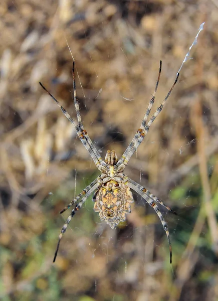 巨型蜘蛛 Argiope Lobata Araneidae 克里米亚东部网络中的雌性蜘蛛 — 图库照片