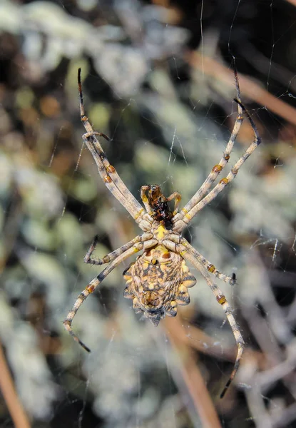 Τεράστια Αράχνη Argiope Lobata Araneidae Μια Θηλυκή Αράχνη Έναν Ιστό — Φωτογραφία Αρχείου