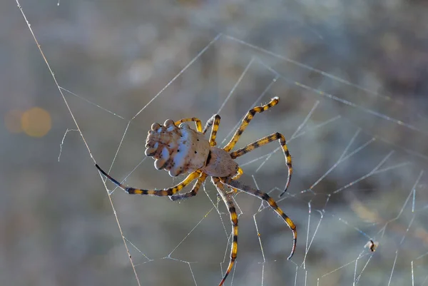 Große Spinne Argiope Lobata Araneidae Eine Weibliche Spinne Netz Östliche — Stockfoto