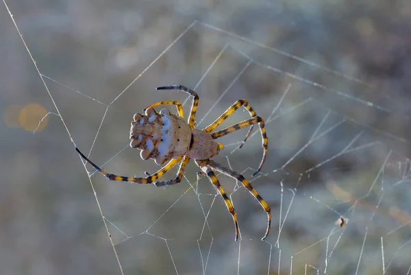 Enorm Spindel Argiope Lobata Araneidae Kvinnlig Spindel Ett Nät Östra — Stockfoto