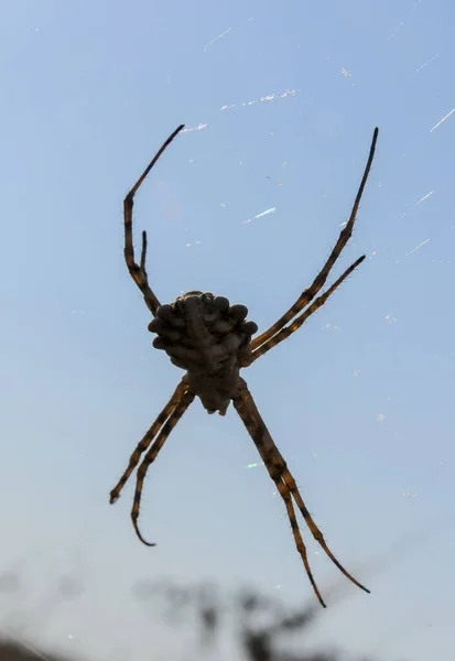 Huge Spider Argiope Lobata Araneidae Female Spider Web Eastern Crimea — Stock Photo, Image