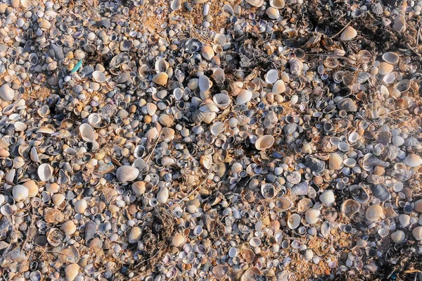 Válvulas Concha Moluscos Bivalves Ejecta Tempestade Costa Mar Negro Leste — Fotografia de Stock