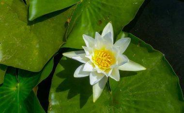 Güzel beyaz nilüferler (Nymphaea alba) Ukrayna 'nın Kugurluy gölünün su yüzeyinde çiçek açarlar.