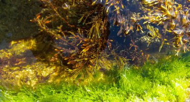 Denizin kıyı bölgesinde (Kırım Denizi) çalılık deniz yosunu, kahverengi deniz yosunu (Cystoseira barbata, Sargassaceae) bulunur.