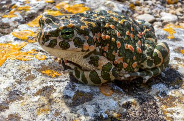 The European green toad (Bufotes viridis), Crimea clipart