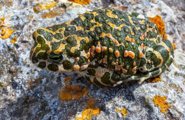 Avrupa Yeşil Kurbağası (Bufotes viridis), Kırım