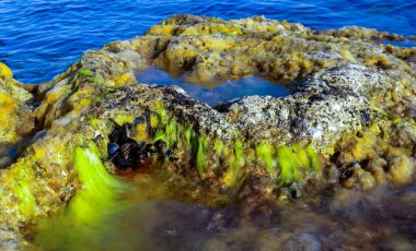 Çiçekli suyu olan tuzlu Kuyalnik haliçleri, suda Artemia salina ve Dunaliella salina. Ukrayna 'da kuruyan bir gölün dibinde kendi kendine yerleşen tuzlu sodyum klorür.
