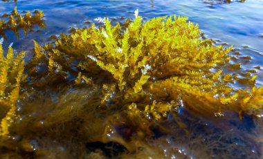 (Laurencia papillosa, Rodophyta), batı Kırım 'daki dalgalanma sırasında suyun kenarında taşların üzerindeki algler.