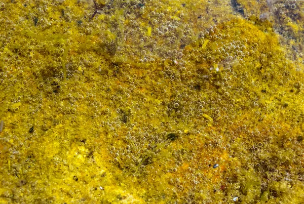 Oxygen Bubbles Released Algae Growing Stone Low Tide Black Sea — Stock Photo, Image