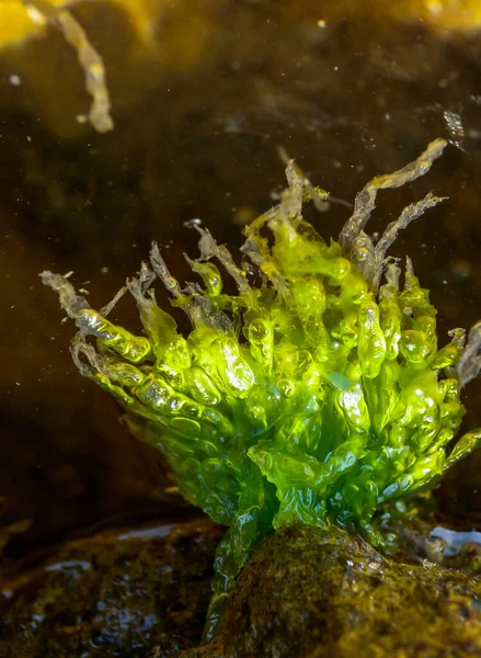 Algas Verdes Enteromorpha Ulva Una Piedra Marea Baja Mar Negro —  Fotos de Stock