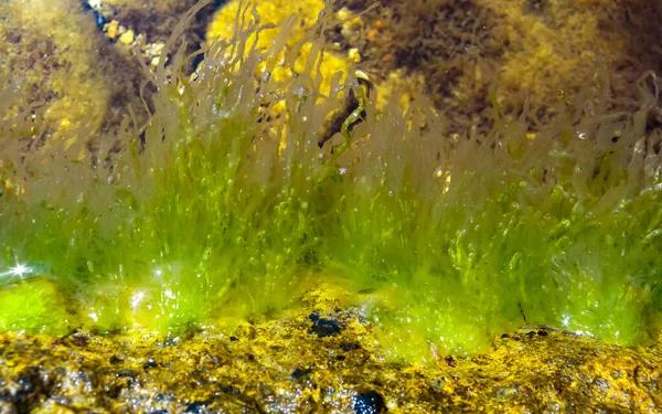 Πράσινα Φύκια Enteromorpha Ulva Μια Πέτρα Χαμηλή Παλίρροια Μαύρη Θάλασσα — Φωτογραφία Αρχείου