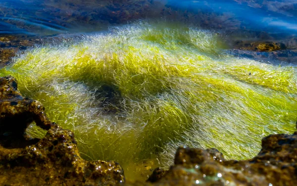 Algas Verdes Enteromorpha Ulva Numa Pedra Maré Baixa Mar Negro — Fotografia de Stock