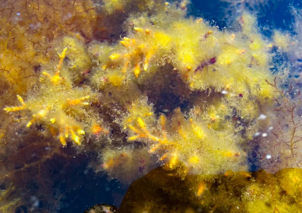 克里米亚黑海沿海地区的茂密海藻 Cystoseira Barbata Sargassaceae — 图库照片