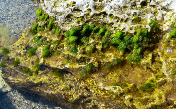 Zelené Řasy Enteromorpha Ulva Kameni Při Odlivu Černé Moře — Stock fotografie