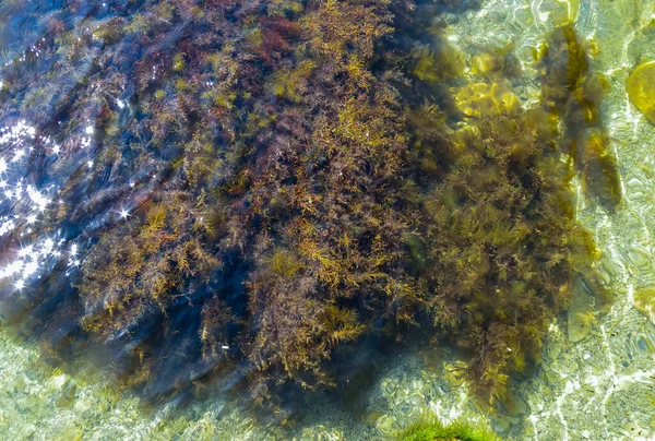 Gęstwiny Algi Morskie Brązowe Wodorosty Morskie Cystoseira Barbata Sargassaceae Strefie — Zdjęcie stockowe