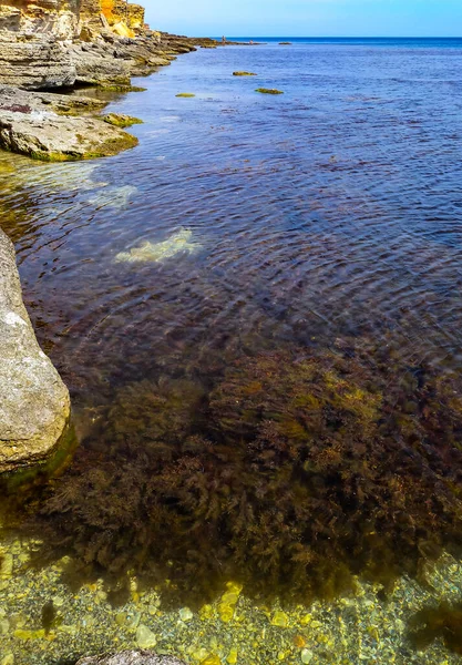 Gestrüpp Meeresalgen Braune Algen Cystoseira Barbata Sargassaceae Der Küstenzone Des — Stockfoto