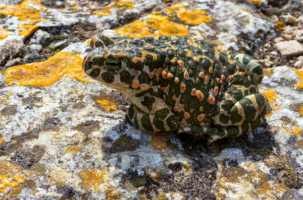 Ευρωπαϊκός Πράσινος Βάτραχος Bufotes Viridis Κριμαία — Φωτογραφία Αρχείου