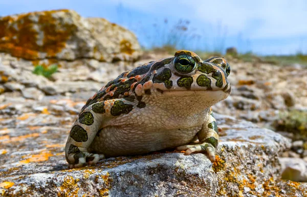 유럽의 두꺼비 Bufotes Viridis Crimea — 스톡 사진
