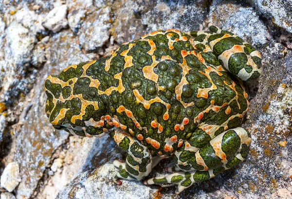 European Green Toad Bufotes Viridis Crimea — Stock Photo, Image