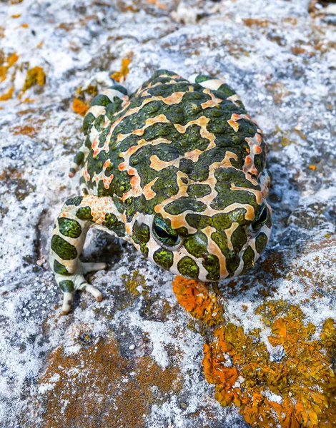 European Green Toad Bufotes Viridis Crimea — Stock Photo, Image