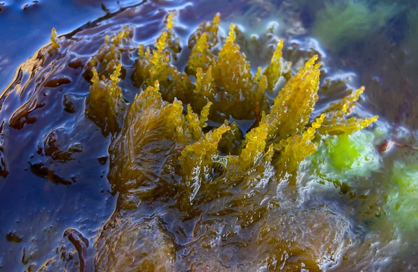 Laurencia Papillosa Rhodophyta Algas Sobre Piedras Borde Del Agua Durante —  Fotos de Stock