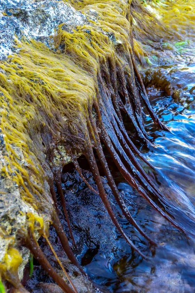Red Algae Chondria Hangs Rock Low Tide Black Sea — Stock Photo, Image