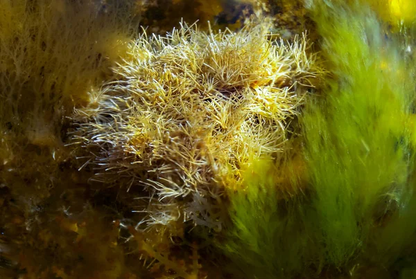 Поблизькі Водорості Corallinaceae Біля Берега Камені Низькому Припливі Чорному Морі — стокове фото