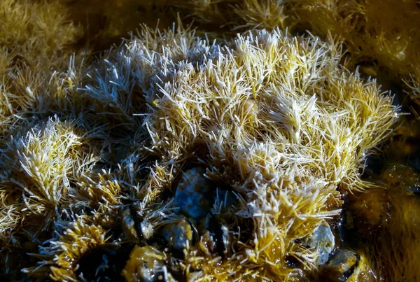 Калиновые Водоросли Corallinaceae Около Берега Камне Время Отлива Черном Море — стоковое фото