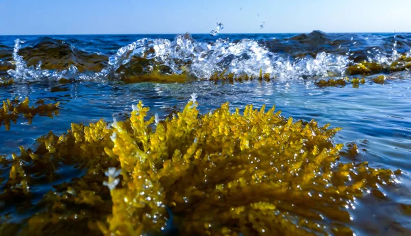 Laurencia Papillosa Rhodophyta Algas Pedras Borda Água Durante Onda Oeste — Fotografia de Stock