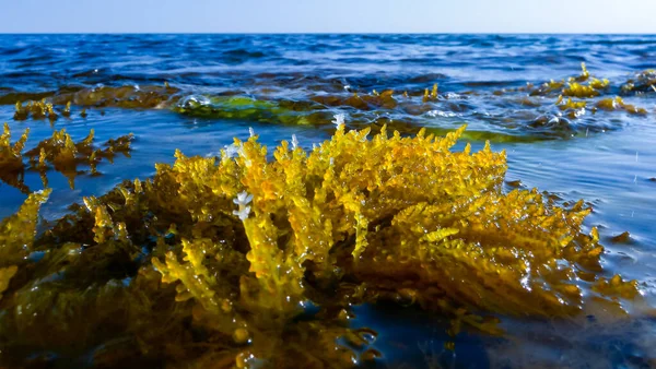 Laurencia Papillosa Rhodophyta Algen Stenen Aan Waterkant Tijdens Vloedgolf Westelijke — Stockfoto