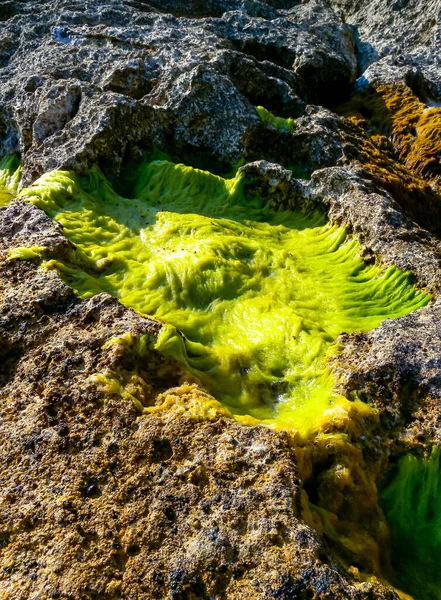 Çiçekli suyu olan tuzlu Kuyalnik haliçleri, suda Artemia salina ve Dunaliella salina. Ukrayna 'da kuruyan bir gölün dibinde kendi kendine yerleşen tuzlu sodyum klorür.