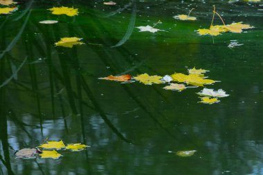 Sarı yapraklar sonbaharda gölün yüzeyinde, Uman.