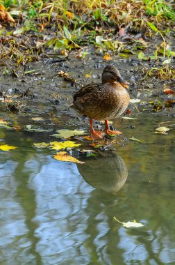 Dişi ördek ya da yaban ördeği (Anas platyrhynchos), bir göl kıyısında durur.