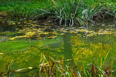 Sarı yapraklar ve yansımalar Sofiyivka Parkı 'ndaki göletin suyunda, Uman