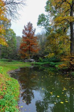 Sonbaharda mavi gökyüzüne karşı sarı yapraklı ağaçlar, Sofievsky Park, Uman