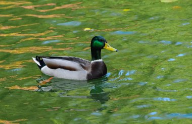 Erkek yaban ördeği (Anas platyrhynchos) yeşil suda yüzer.