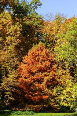 Sonbaharda mavi gökyüzüne karşı sarı yapraklı ağaçlar, Sofievsky Park, Uman