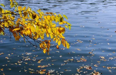 Sofievsky Parkı, Uman 'da, suyun üzerindeki bir ağaç dalında sarı yapraklar.