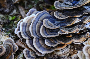 (Polyporaceae lignicole), tree mushrooms on a rotten stump in the forest clipart