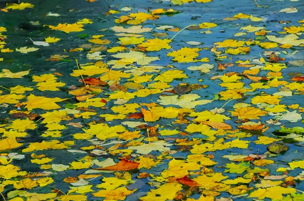 Żółte Liście Powierzchni Wody Jeziorze Uman — Zdjęcie stockowe