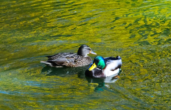 雌性野鸭或野鸭 Anas Platyrhynchos 在绿水中游泳 — 图库照片