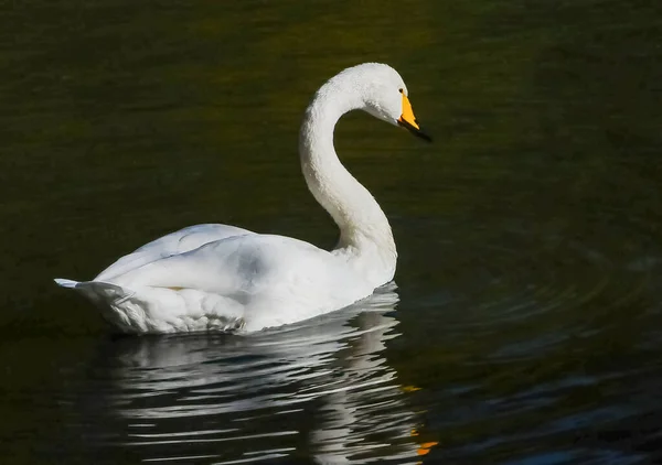 Cygnus Olor Cisne Branco Nada Uma Lagoa Parque Sofiyivka Uman — Fotografia de Stock