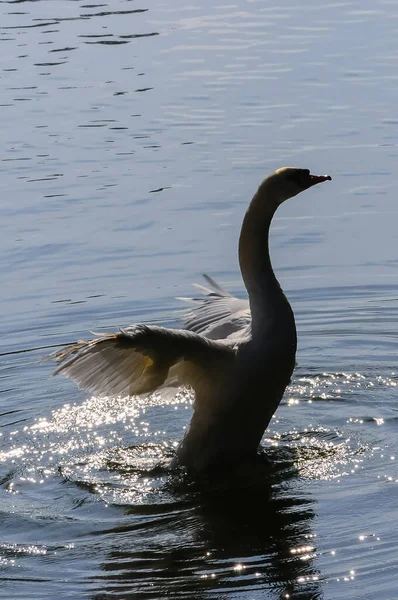 Cygnus Olor White Swan Swims Pond Sofiyivka Park Uman — Stock Photo, Image