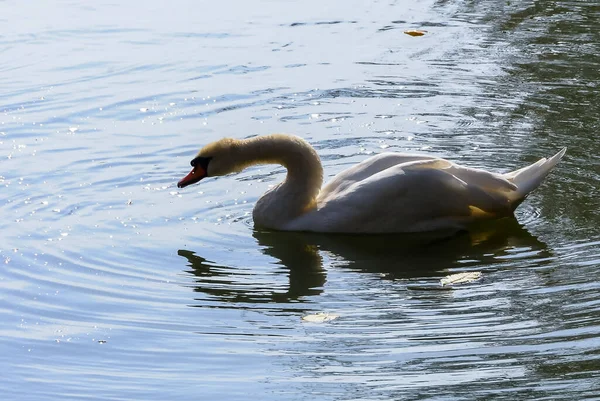 Cygnus Olor Cisne Branco Nada Uma Lagoa Parque Sofiyivka Uman — Fotografia de Stock