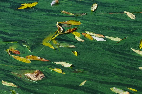 Żółte Liście Jesienią Powierzchni Zielonej Wody Jeziorze Uman — Zdjęcie stockowe