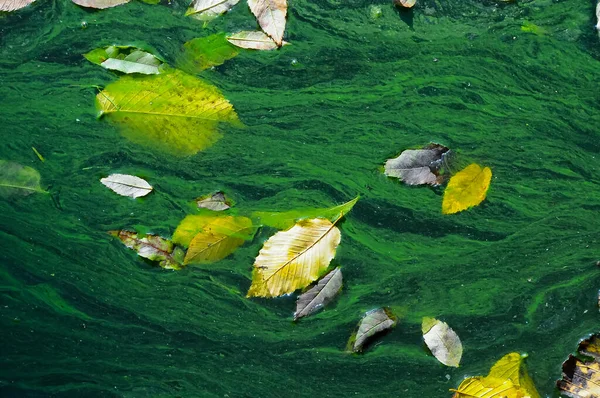 Hojas Amarillas Otoño Superficie Agua Verde Lago Uman —  Fotos de Stock
